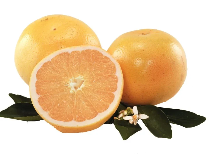 Grejp (Grapefruit), Sorte i Uzgoj