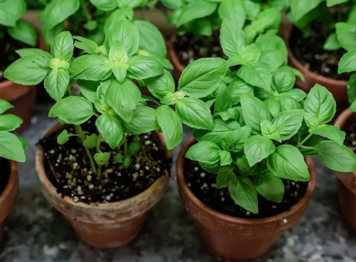 Povijest Upotrebe Začinskog Bilja u Europskoj i Mediteranskoj Kuhinji