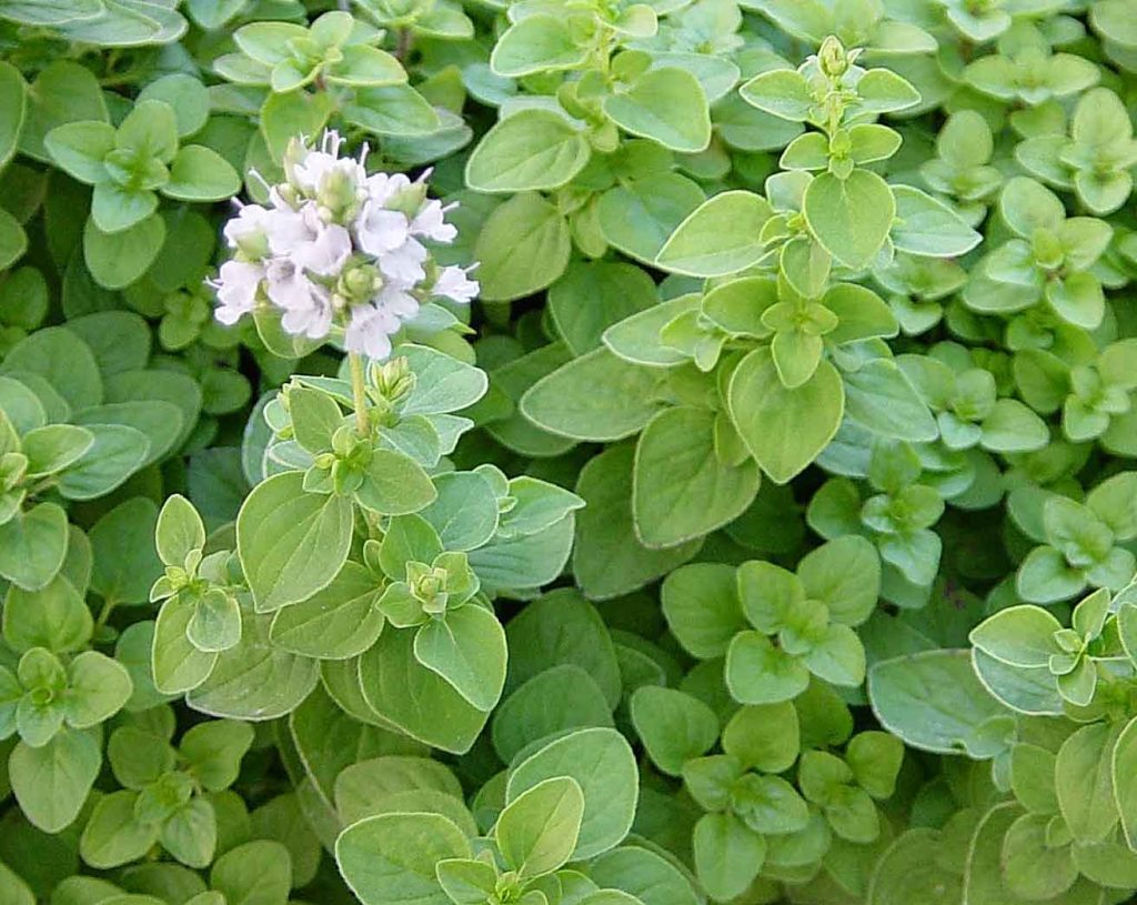 Origano: Povijest, Sorte, Kulinarska Primjena i Prednosti