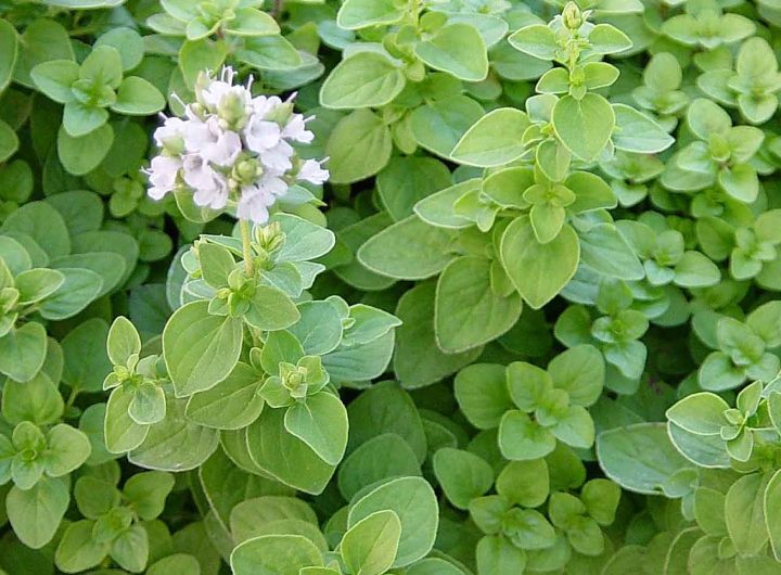 Origano: Povijest, Sorte, Kulinarska Primjena i Prednosti