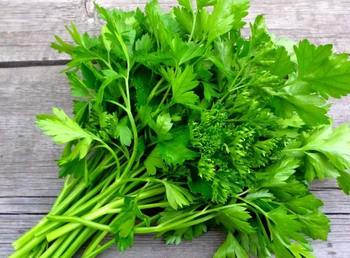 Dvije Nezamjenjive Začinske Biljke: Peršin i Celer