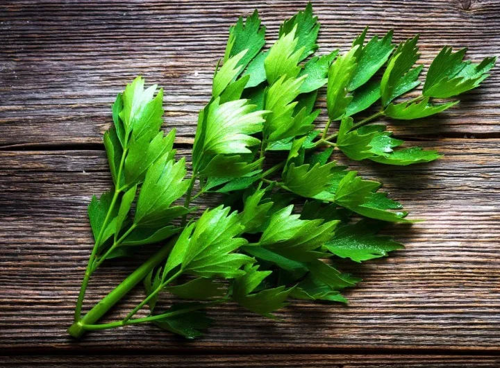 Ljupčac – Tajni Sastojak Domaće Kuhinje i Njegove Ljekovite Moći