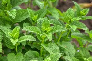 Sve o Metvici: Sorte, Uzgoj i Upotreba Ljekovite i Aromatične Biljke