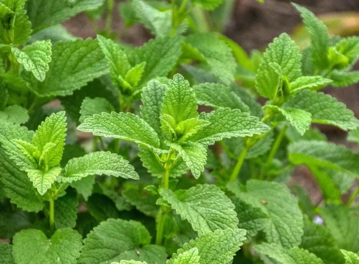 Sve o Metvici: Sorte, Uzgoj i Upotreba Ljekovite i Aromatične Biljke