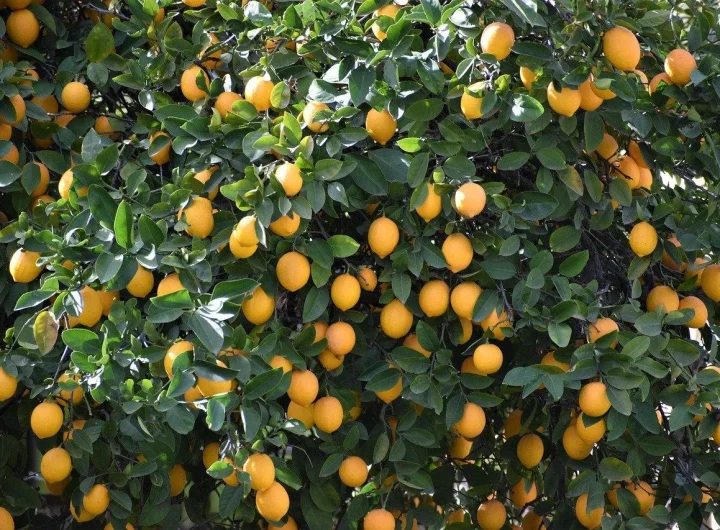 Meyer Limun vs. Eureka Limun: Detaljna Usporedba Najpoznatijih Sorti Limuna