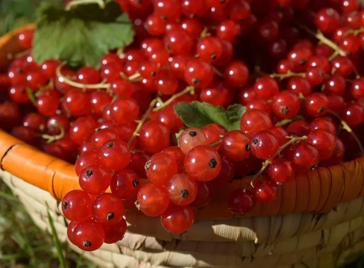 Ribizl, Sorte i Organski Uzgoj