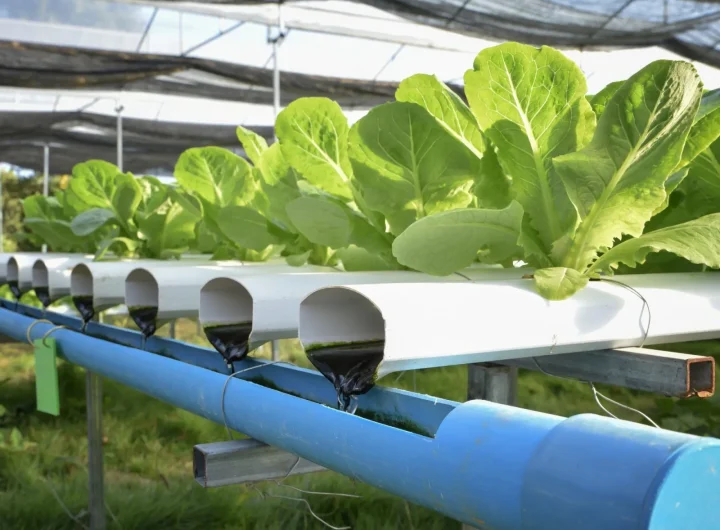 Razlika Između Hidroponskog i Tradicionalnog Uzgoja Povrća