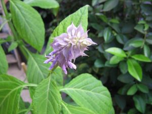 Salvia Divinorum – Povijest, Sorte, Kulinarska Primjena i Prednosti
