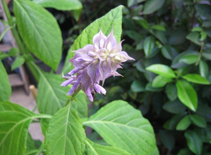 Salvia Divinorum – Povijest, Sorte, Kulinarska Primjena i Prednosti