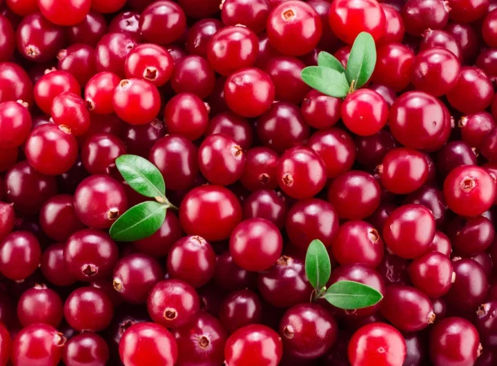 Brusnice, Sorte i Organski Uzgoj