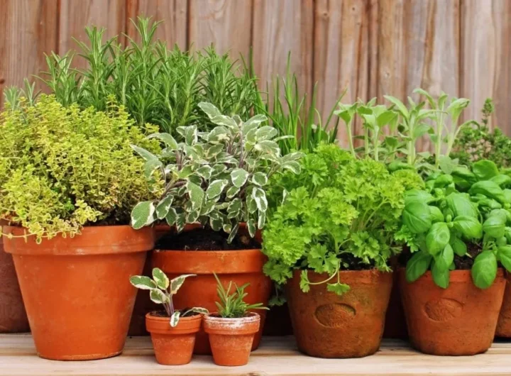Začinsko Bilje: Sveobuhvatan Vodič Za Vrste, Prednosti i Uzgoj u Vrtu
