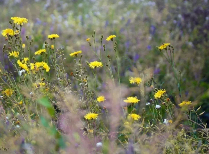 Divlje Začinsko Bilje u Prirodi