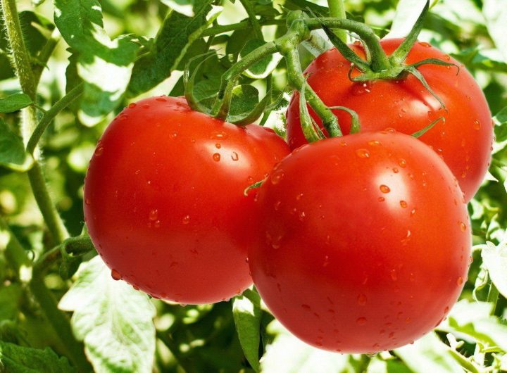 Tajne Uspjeha u Uzgoju Rajčica: Kompletnan Plan Njege i Prevencija Truleži