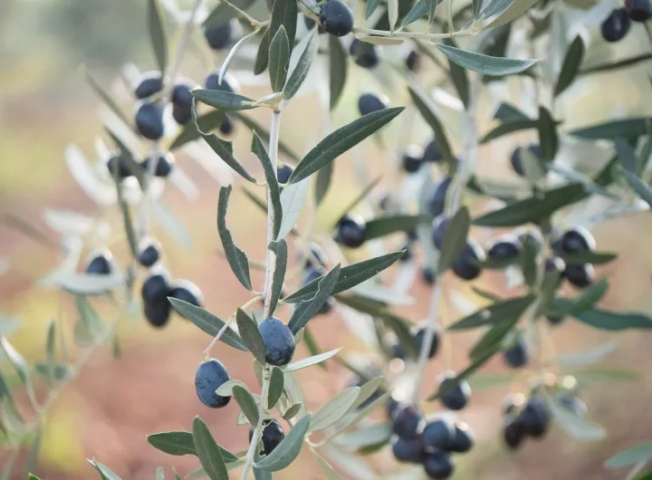 Oprašivanje Maslina Objašnjeno – Pendolino, Zašto i Kako Oprašivati