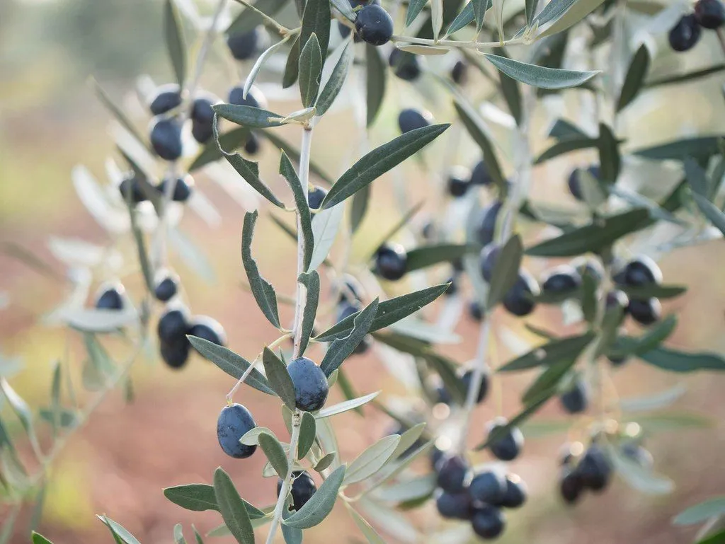 Oprašivanje Maslina Objašnjeno – Pendolino, Zašto i Kako Oprašivati