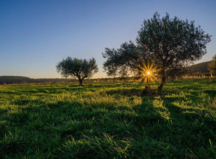 Uzgoj Maslina u Dalmaciji – Tradicija, Tehnologija i Budućnost Maslinarstva