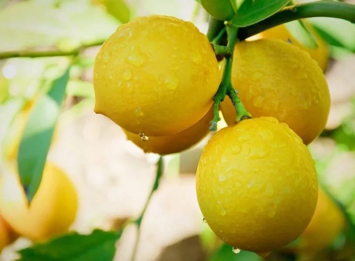 Najbolje Sorte Limuna za Dubrovnik: Vodič za Uspješan Uzgoj u Mediteranskoj Klimi