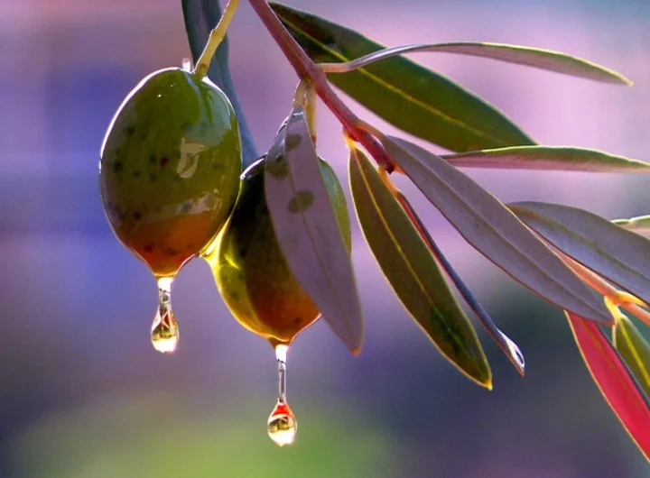 Klima i Utjecaj na Maslinarstvo u Hrvatskoj