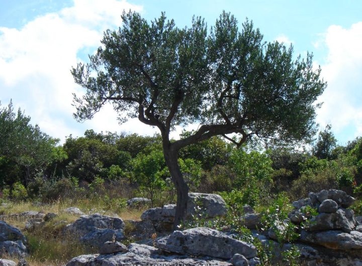 Picual vs Arbequina Maslina – Razlike i Prednosti za Maslinarstvo u Dalmaciji