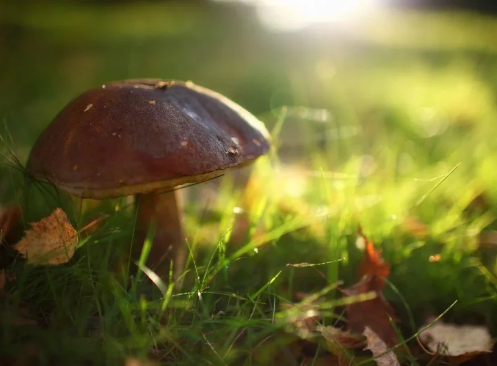 Europske Gljive i Kako ih Pripremati (Veganski): Sveobuhvatan Vodič Kroz Najukusnije Darove Šume