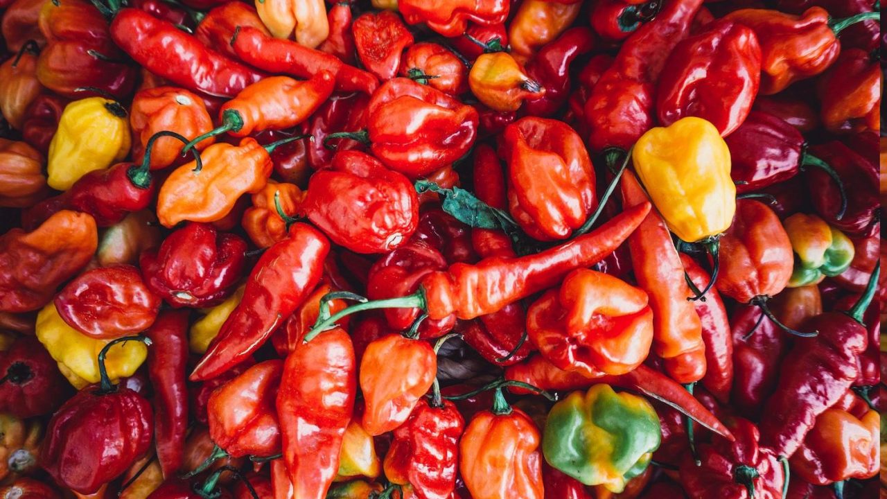 Uzgoj Ljutih Paprika u Hrvatskoj – Vodič po Sortama i Savjeti za Uspješan Uzgoj