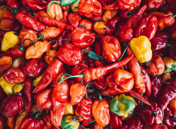 Uzgoj Ljutih Paprika u Hrvatskoj – Vodič po Sortama i Savjeti za Uspješan Uzgoj