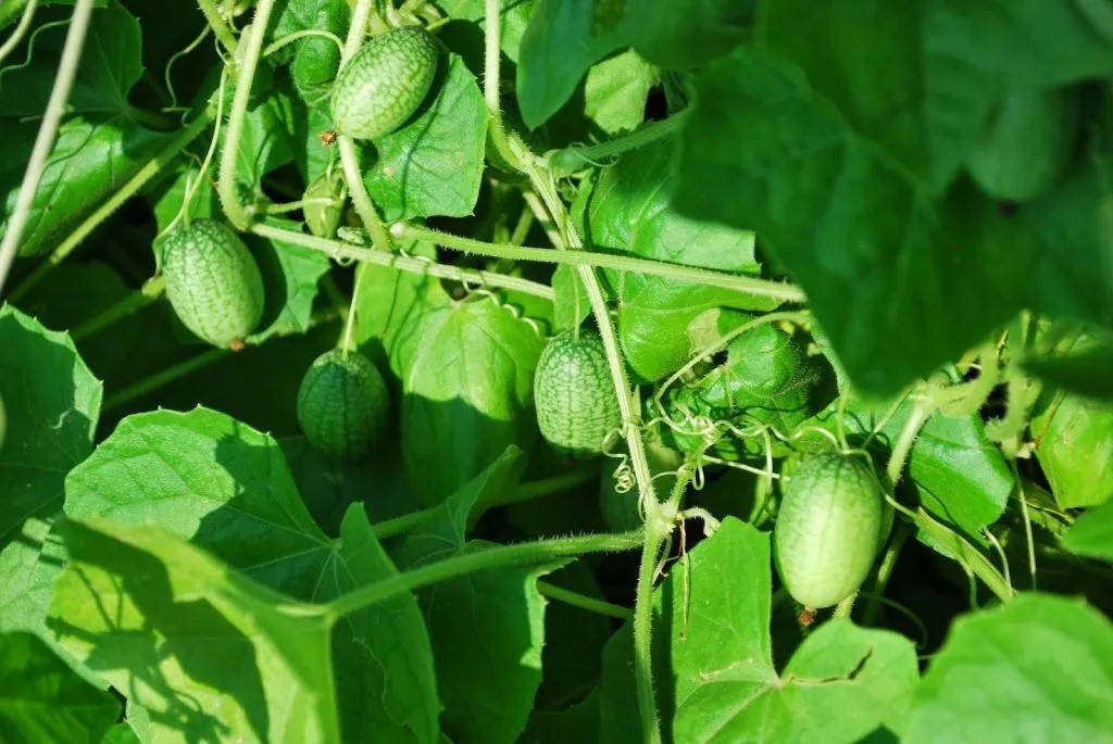 Kako Sušiti Cucamelon i Sačuvati Sjemenke za Buduće Sezone – Detaljan Vodič