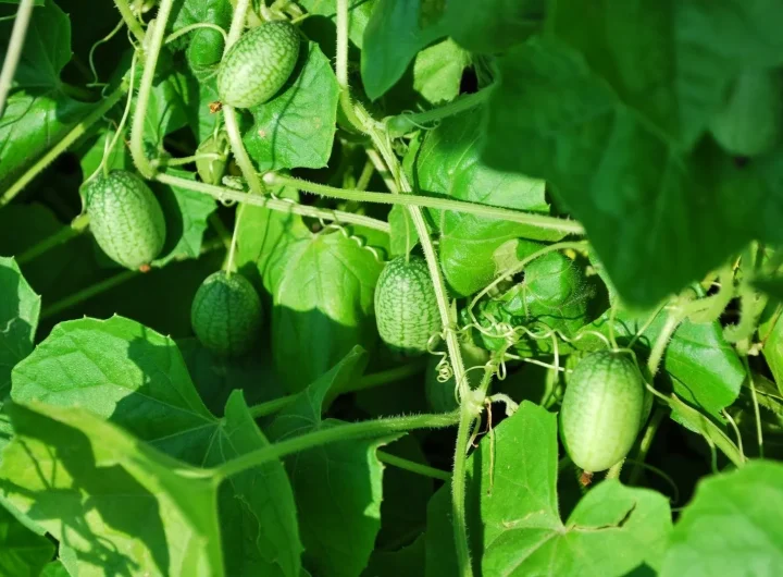 Kako Sušiti Cucamelon i Sačuvati Sjemenke za Buduće Sezone – Detaljan Vodič