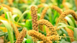 Veganski Recepti s Prosom – Zdrava i Bezglutenska Jela za Svaki Dan