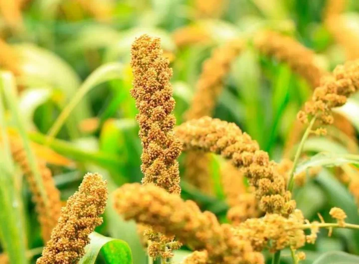 Veganski Recepti s Prosom – Zdrava i Bezglutenska Jela za Svaki Dan