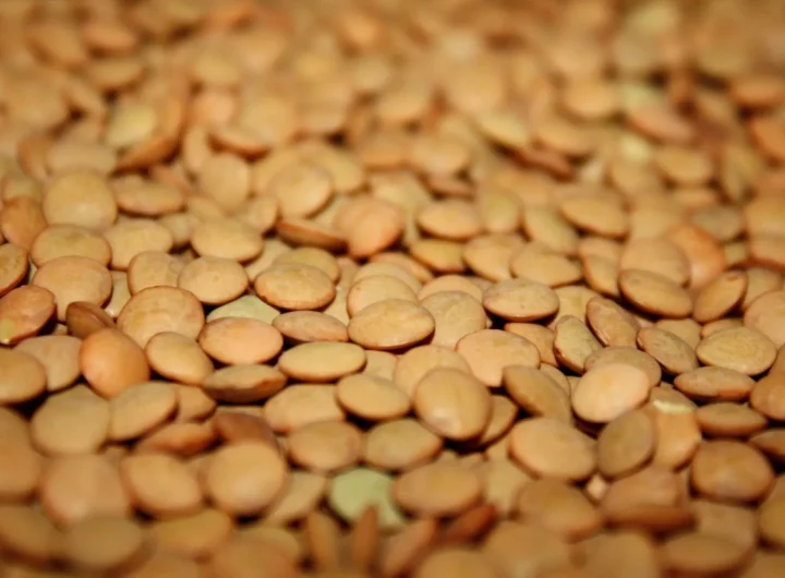 Ukusni Veganski Recepti od Leće – Jednostavni i Hranjivi Biljni Obroci