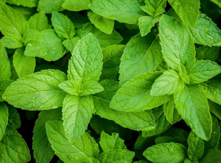 Uzgoj Mente (Metvice) u Stanu – Vodič za Početnike