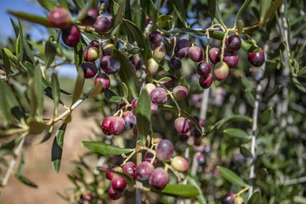 Arbequina Masline – Vodič Kroz Uzgoj, Karakteristike i Upotrebu ove Dragocjene Sorte