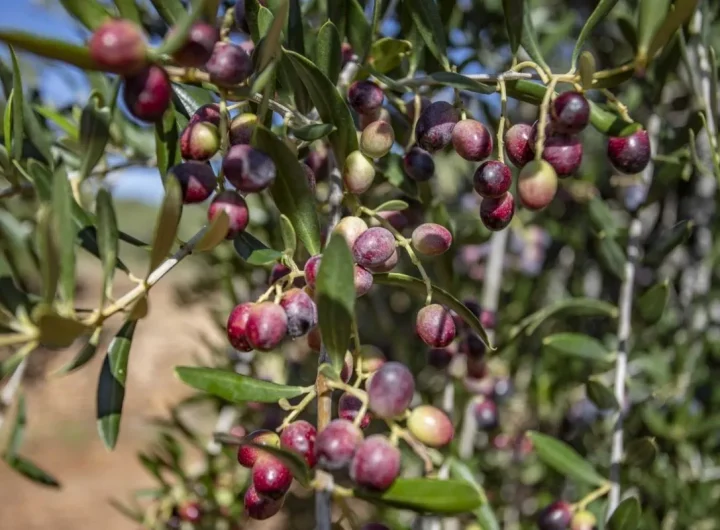 Arbequina Masline – Vodič Kroz Uzgoj, Karakteristike i Upotrebu ove Dragocjene Sorte
