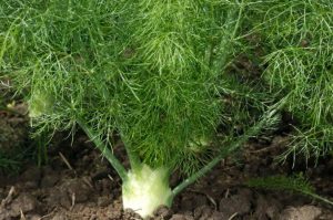 🌿 Komorač (Foeniculum Vulgare) – Sve o Ovoj Aromatičnoj Biljci: Vrste, Uzgoj, Kulinarska Upotreba i Ljekovita Svojstva