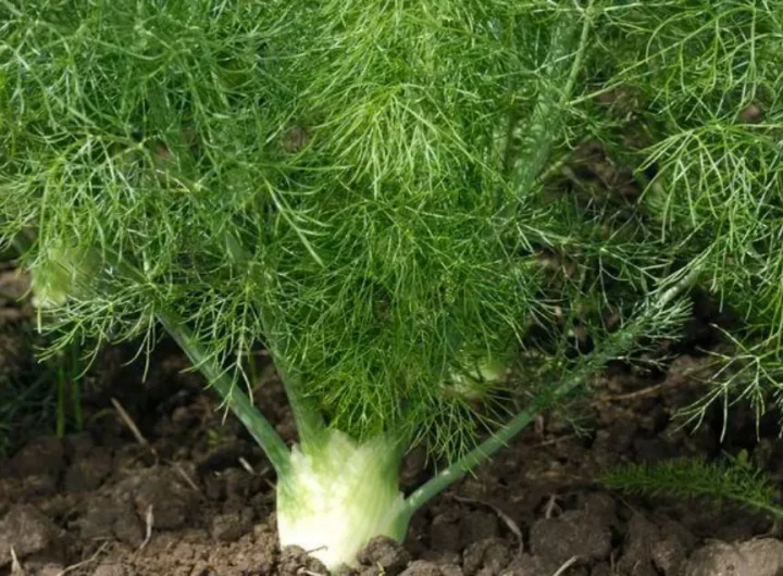 🌿 Komorač (Foeniculum Vulgare) – Sve o Ovoj Aromatičnoj Biljci: Vrste, Uzgoj, Kulinarska Upotreba i Ljekovita Svojstva