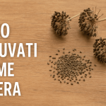Kako Sačuvati Sjeme Celera za Buduće Sezone – Vodič za Sve Vrste (Lisnati, Korijenaš i Rebraš)