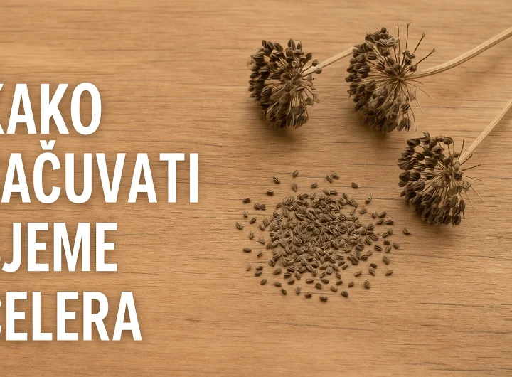 Kako Sačuvati Sjeme Celera za Buduće Sezone – Vodič za Sve Vrste (Lisnati, Korijenaš i Rebraš)