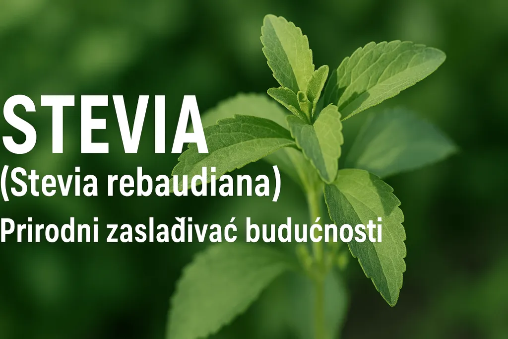 Stevija (Stevia Rebaudiana): Prirodni Zaslađivač Budućnosti