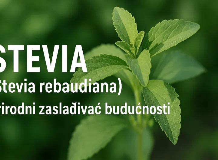 Stevija (Stevia Rebaudiana): Prirodni Zaslađivač Budućnosti