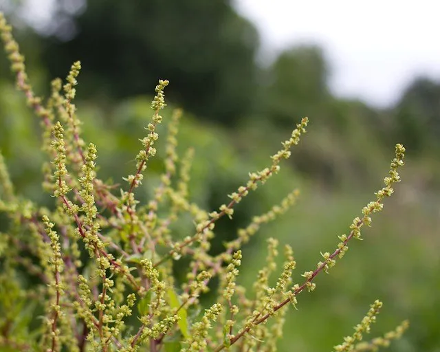 Cvjetanje Cikle – Zašto Ga Spriječiti i Kako To Učiniti?