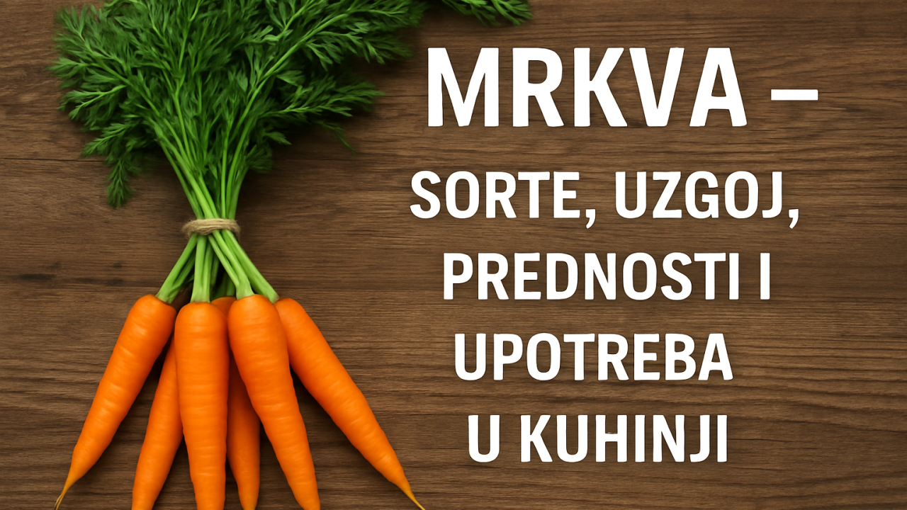 Mrkva – Sorte, Uzgoj, Zdravstvene Prednosti i Upotreba u Kuhinji