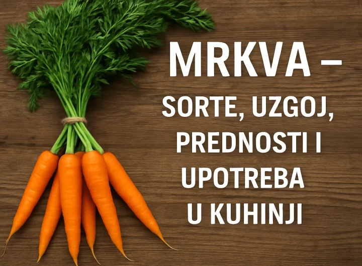 Mrkva – Sorte, Uzgoj, Zdravstvene Prednosti i Upotreba u Kuhinji