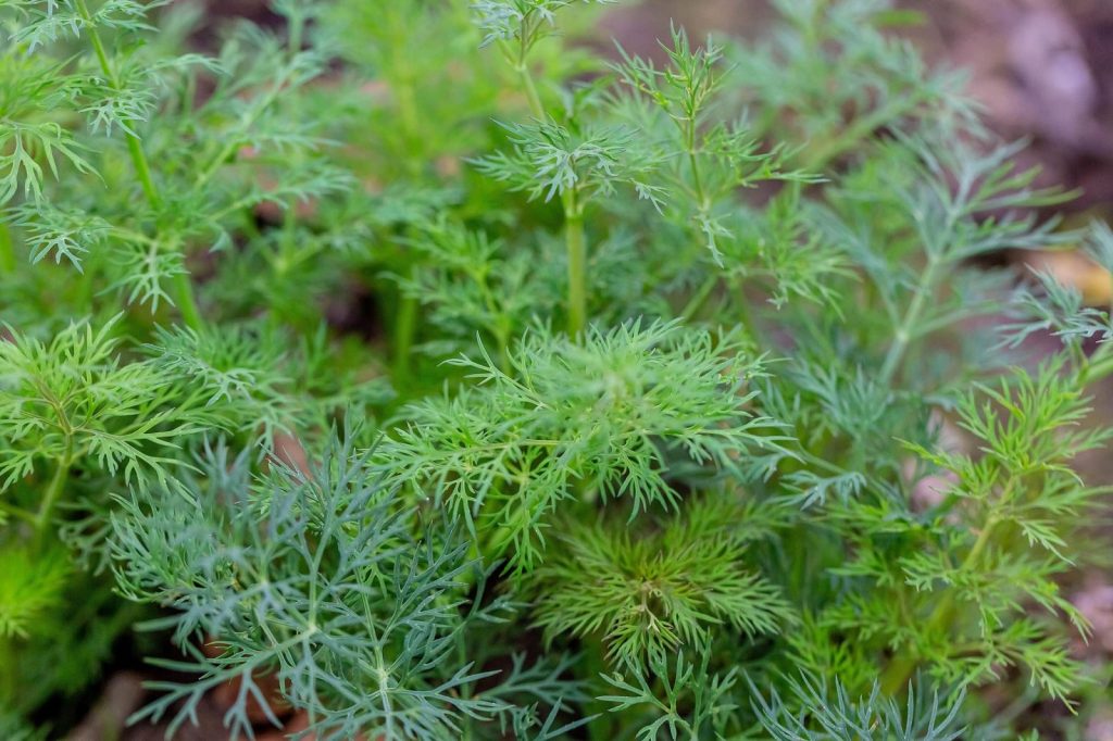 🌿 Kopar (Anethum Graveolens) – Sve o Aromatičnoj Biljci: Vrste, Uzgoj, Kuhinjska i Ljekovita Upotreba