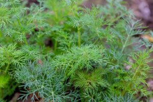 🌿 Kopar (Anethum Graveolens) – Sve o Aromatičnoj Biljci: Vrste, Uzgoj, Kuhinjska i Ljekovita Upotreba