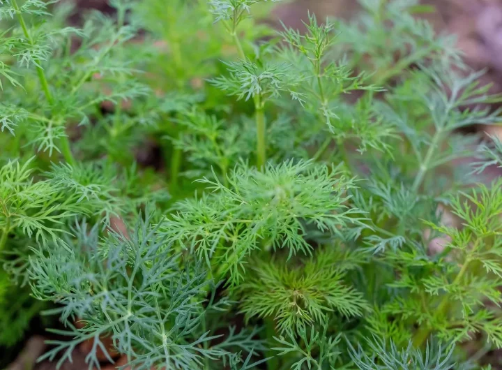 🌿 Kopar (Anethum Graveolens) – Sve o Aromatičnoj Biljci: Vrste, Uzgoj, Kuhinjska i Ljekovita Upotreba