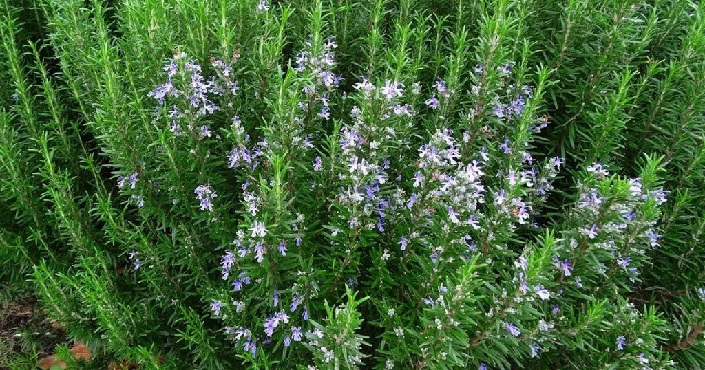 Kako Sačuvati Sjeme Ružmarina za Buduće Sezone – Kompletan Vodič