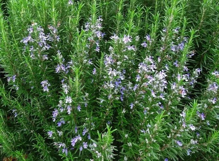 Kako Sačuvati Sjeme Ružmarina za Buduće Sezone – Kompletan Vodič