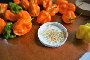 Kako Sačuvati Sjeme Paprika za Iduće Sezone: Potpuni Vodič za Vrtlare i Ljubitelje Vlastite Hrane