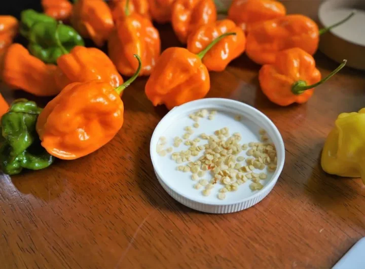 Kako Sačuvati Sjeme Paprika za Iduće Sezone: Potpuni Vodič za Vrtlare i Ljubitelje Vlastite Hrane